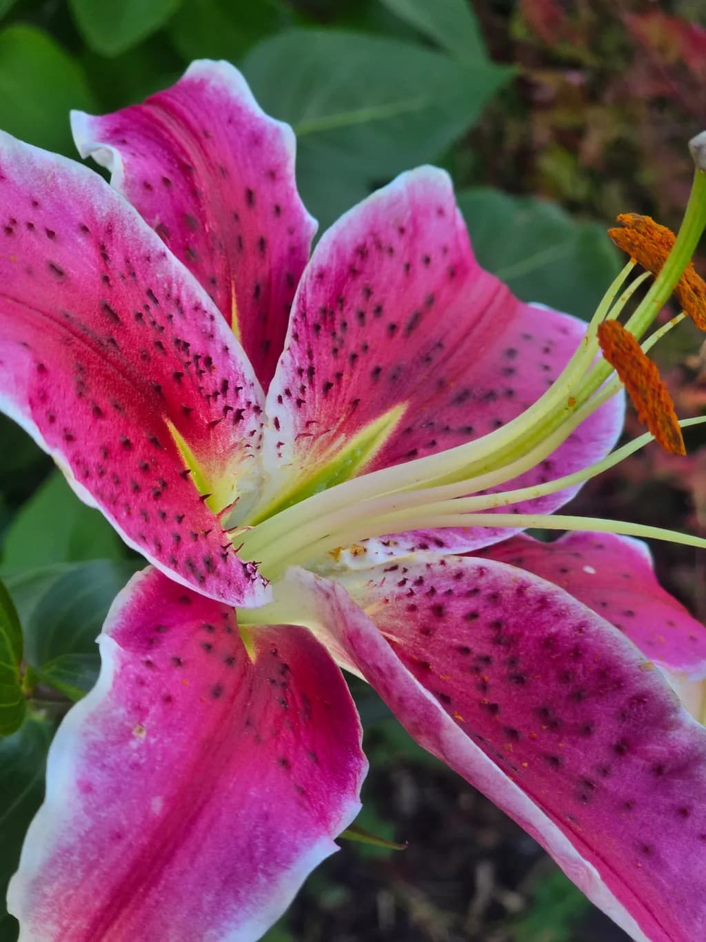 Vibrant Pink Lily: Nature's Exquisite Beauty in Bloom