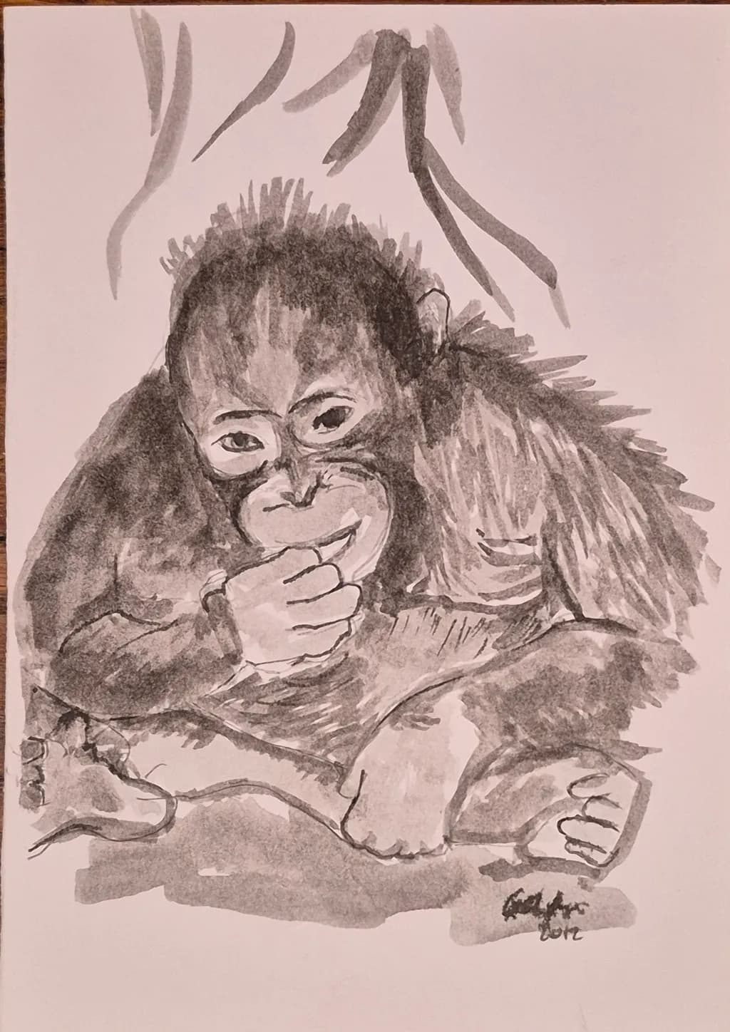 Curious Orangutan