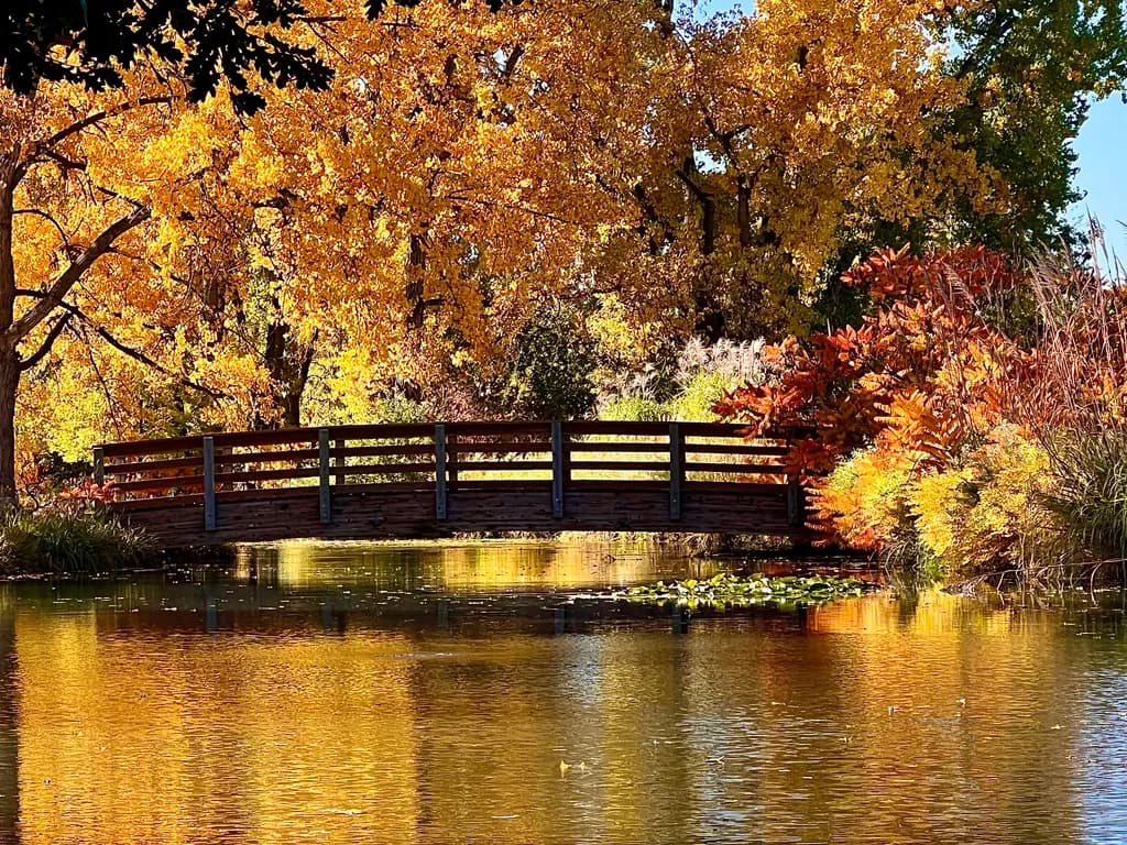 Autumn Reflections: A Serene Bridge Over Golden Waters