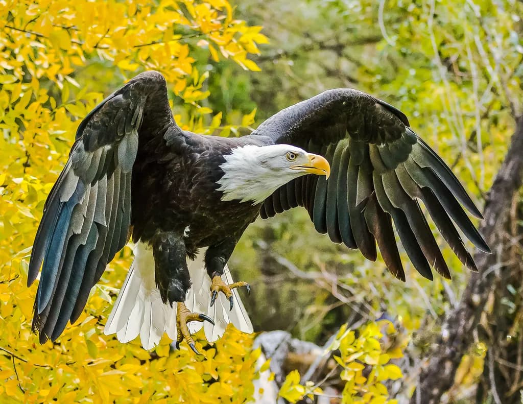 Majestic Flight: The Bald Eagle Soars Amidst Autumn's Golden Embrace