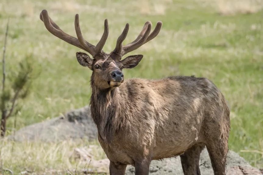 Majestic Stag