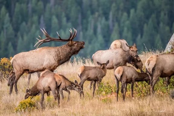 Majestic Elk Gathering