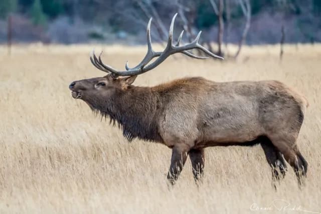 Majestic Elk