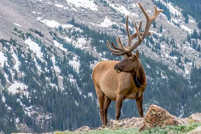 Bull Elk Majesty