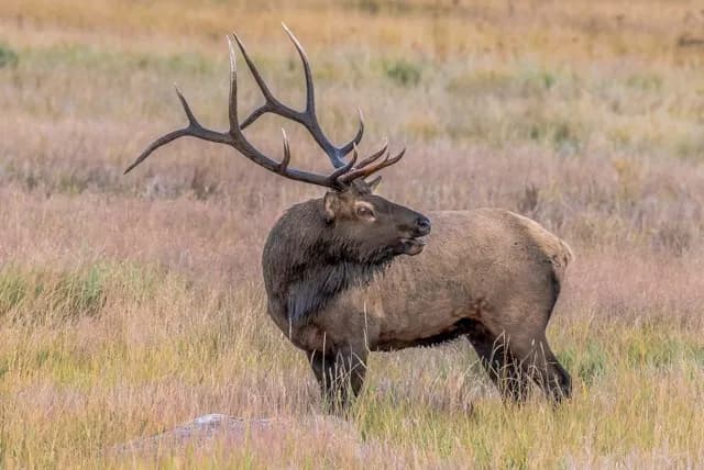 Majestic Elk in Grassland