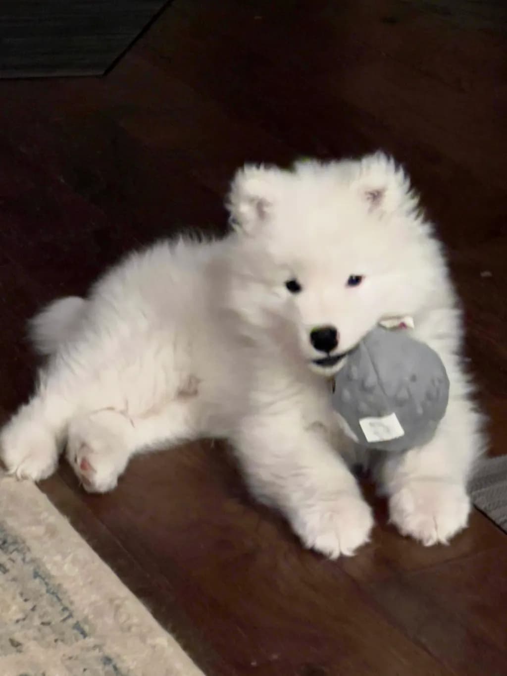 Fluffy Playtime