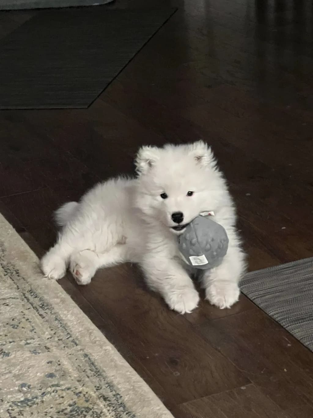 Fluffy Playtime