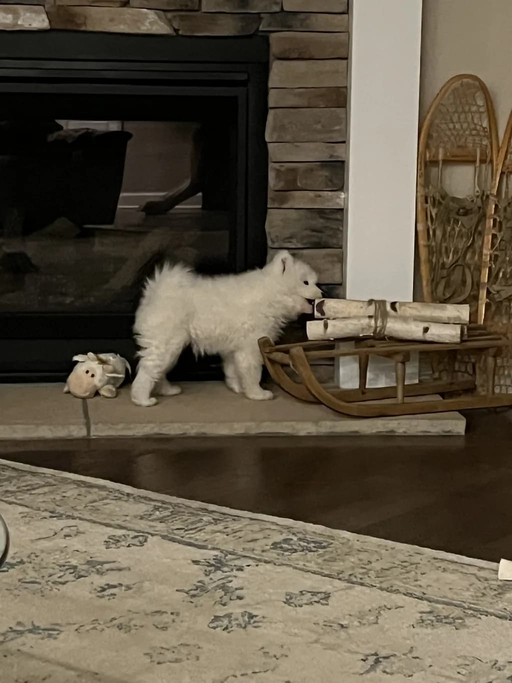 Playful Pup by the Fire