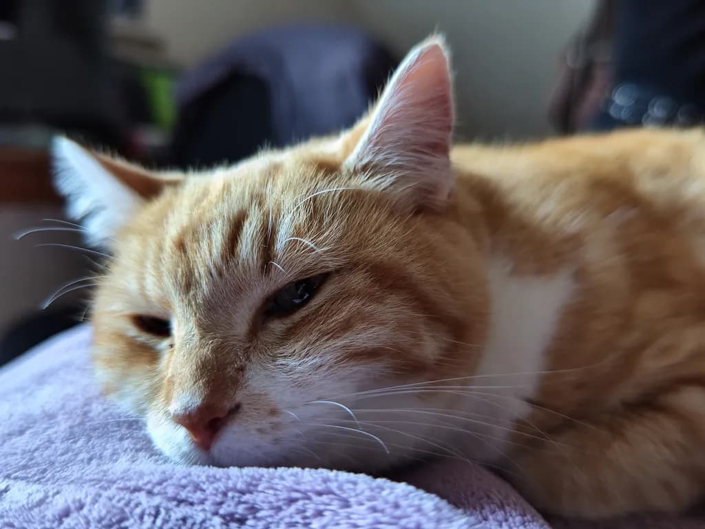 Cozy Cat Nap