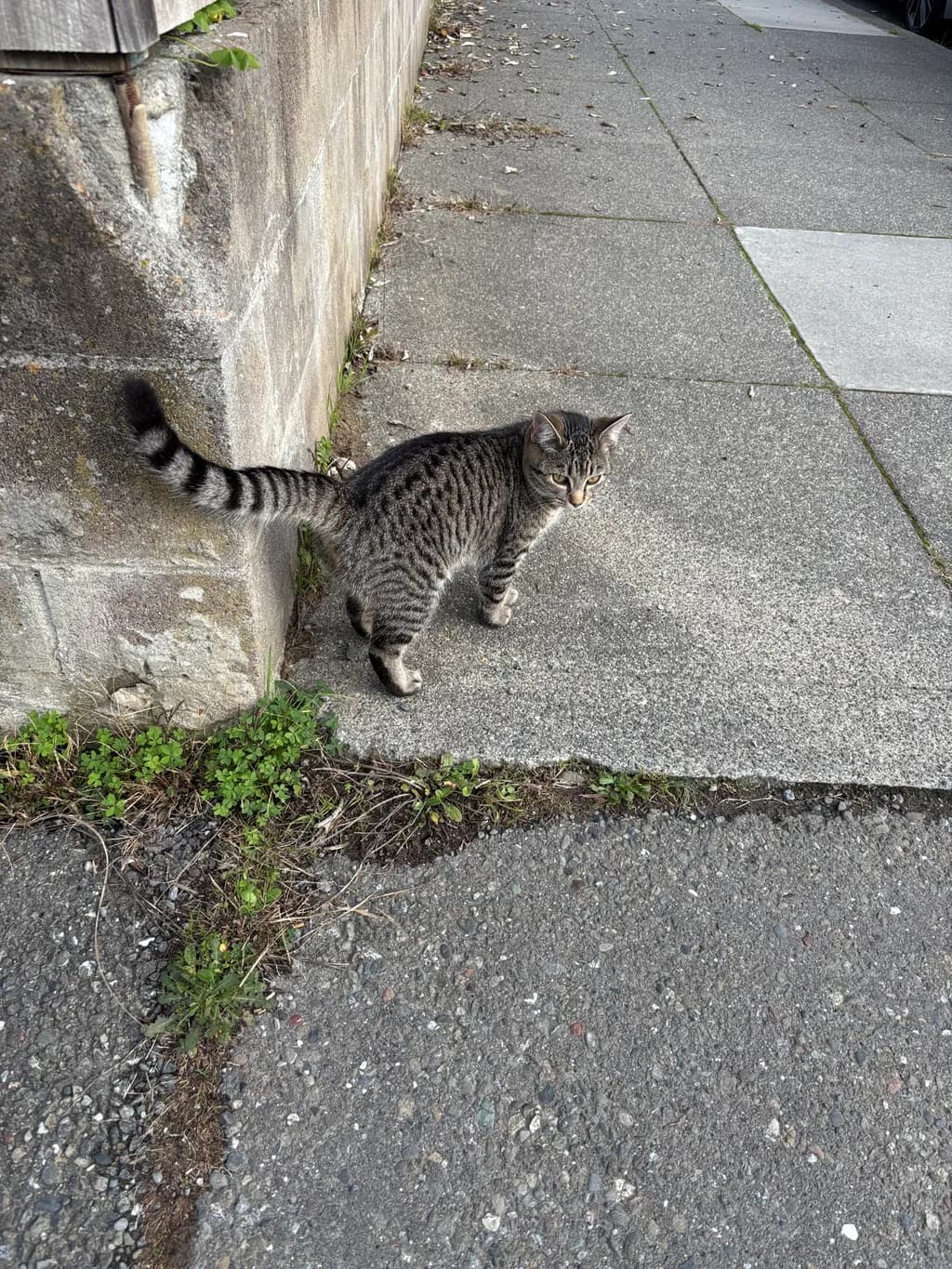 Curious Stripes