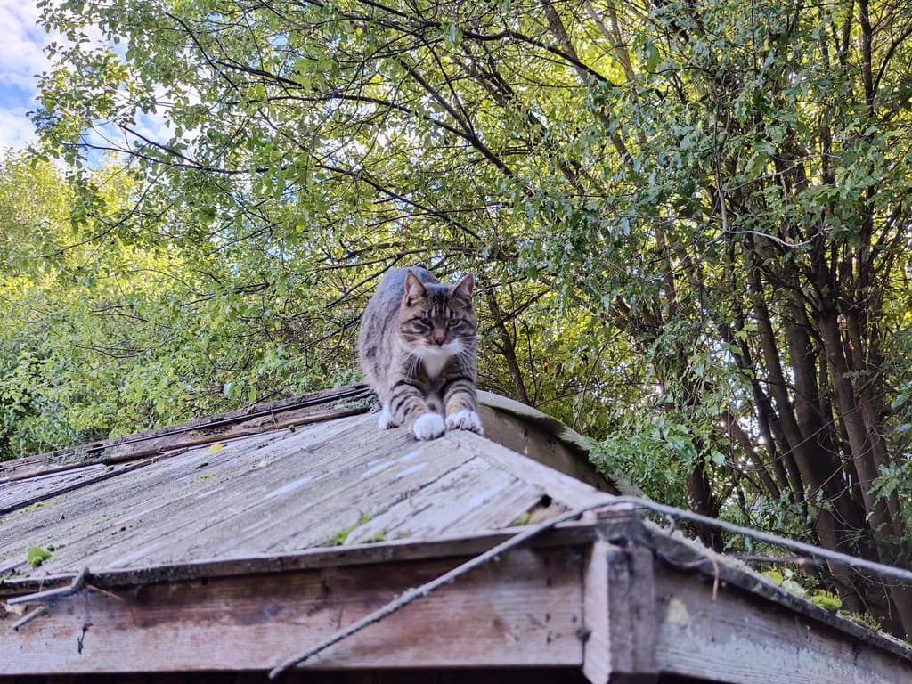 Curious Rooftop Cat