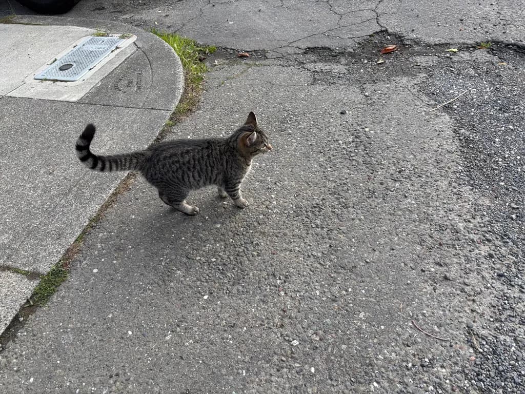 Curious Stripes