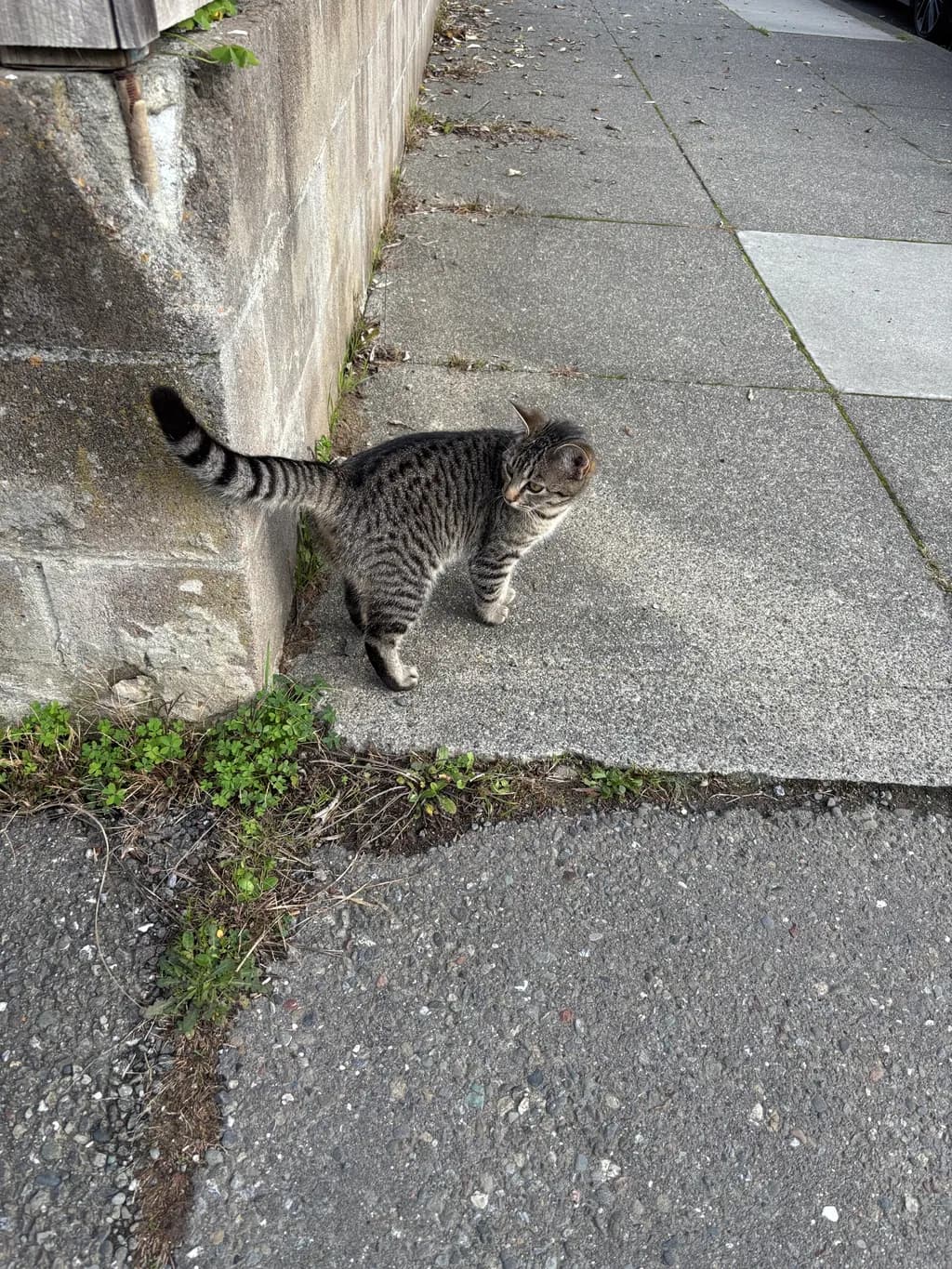 Curious Urban Explorer