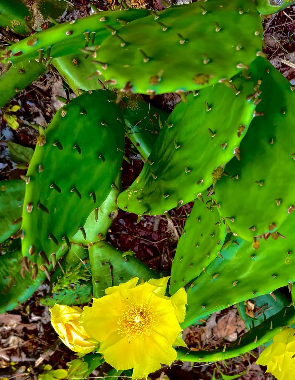 Cactus Bloom