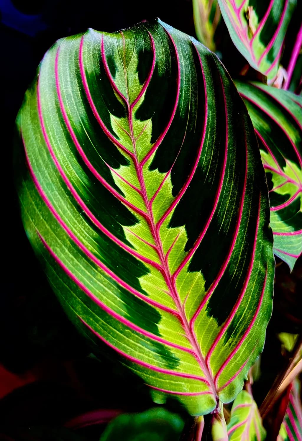 Lush Leaf Pattern