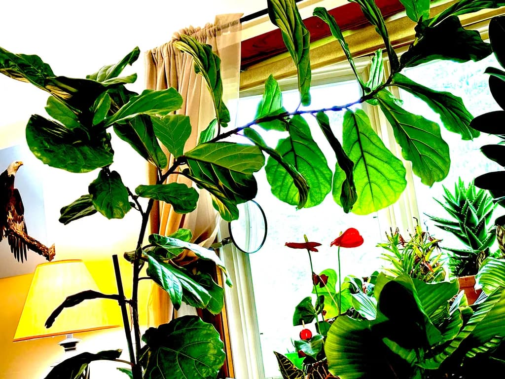 Lush Interior Greenery