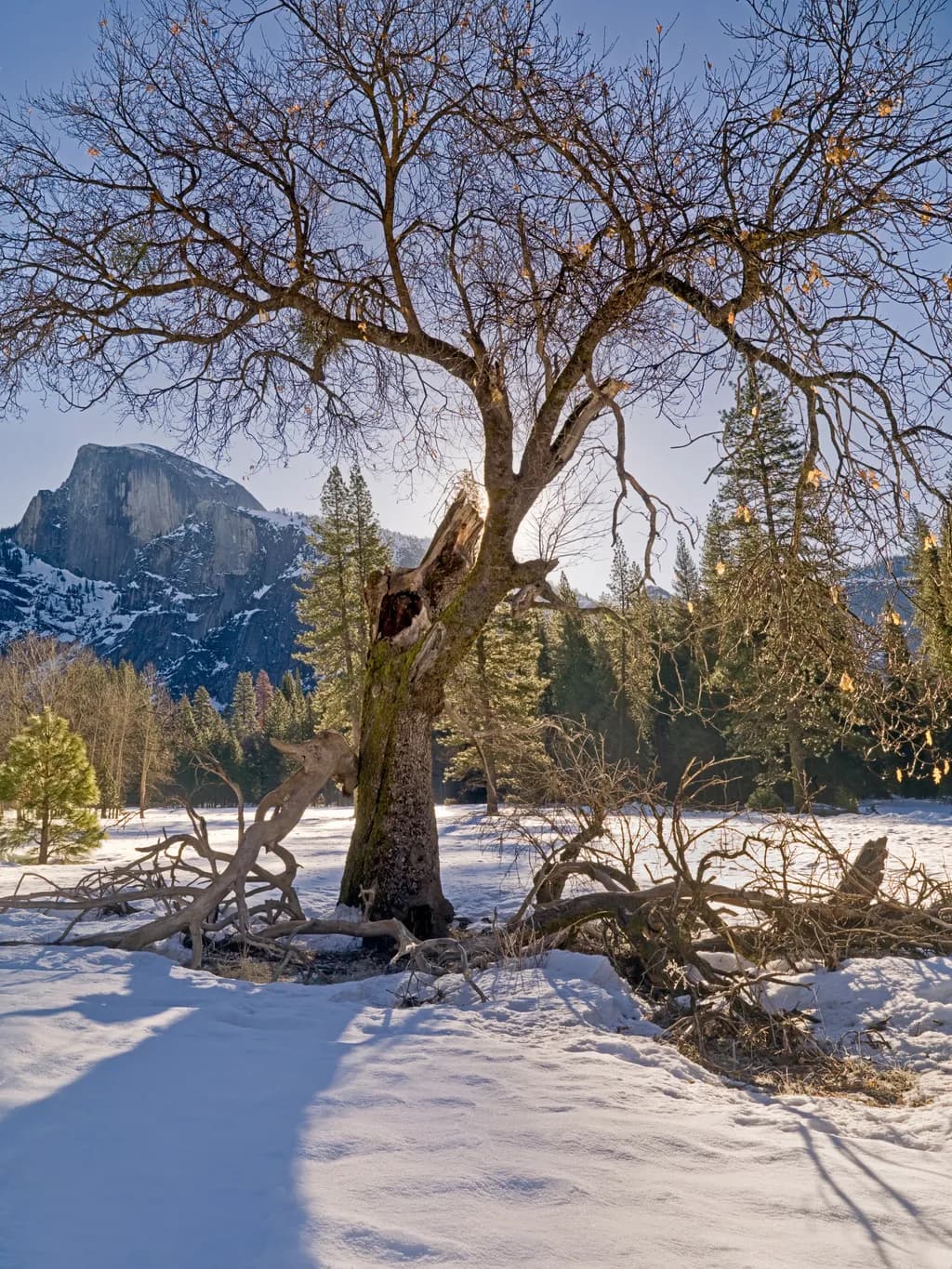 Whispers of Winter: A Majestic Tree Against the Yosemite Backdrop