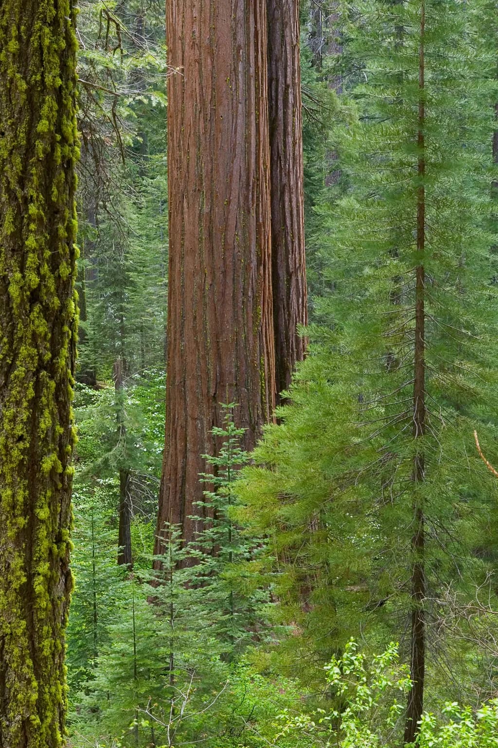 Whispers of the Ancient Forest: A Serene Journey Through Towering Trees and Lush Greenery