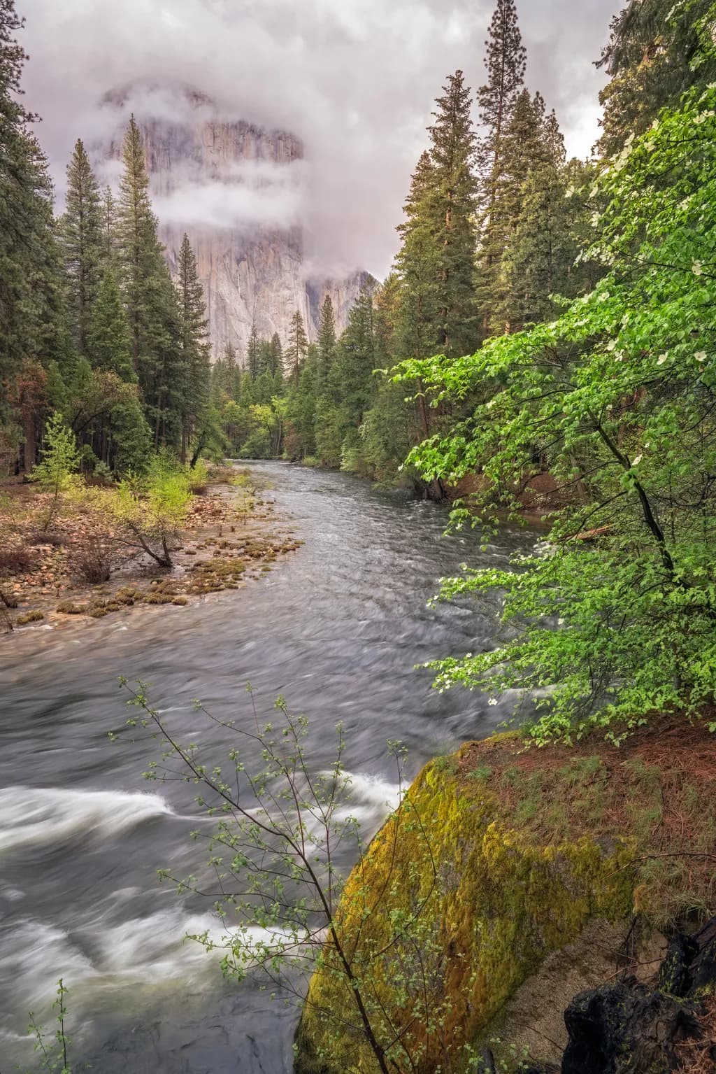 Whispers of the Tranquil River: A Scenic Forest Escape