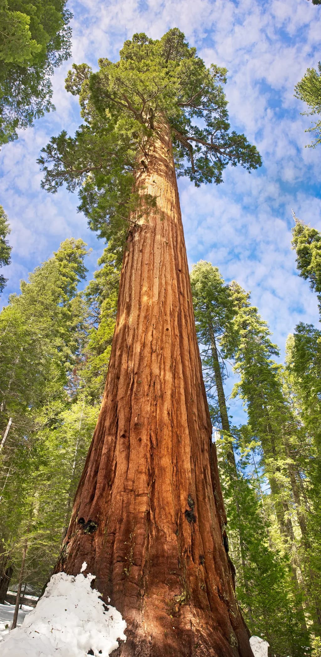 Majestic Sentinel: The Towering Giant of the Forest Canopy