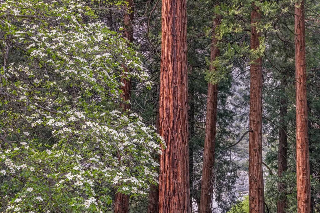 Whispers of the Woodland: A Serene Encounter with Nature's Embrace