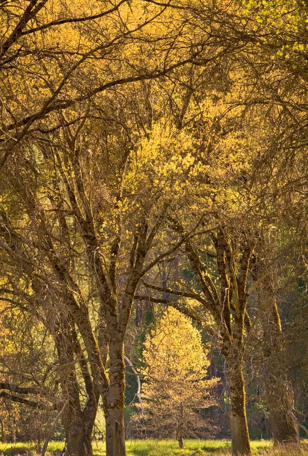Golden Whispers: A Tranquil Autumn Forest Embrace