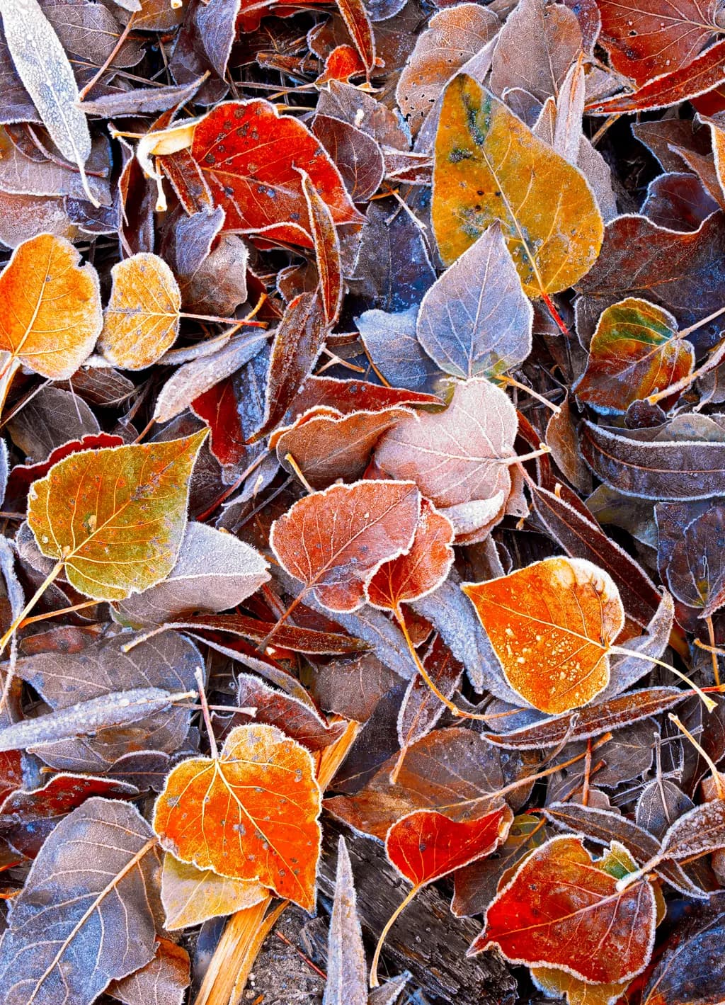 Whispers of Autumn: A Tapestry of Frost-Kissed Leaves