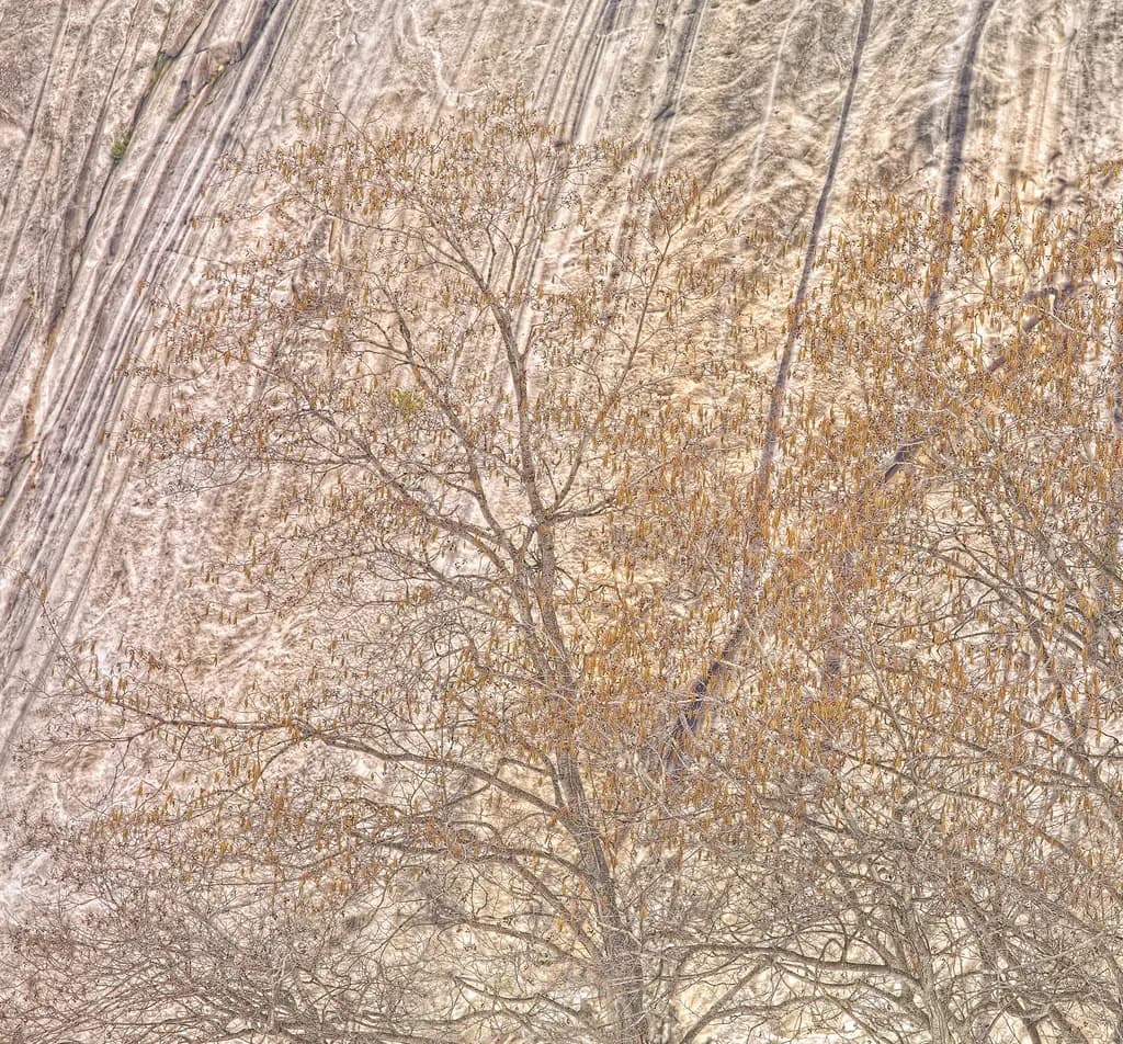 Whispers of Nature: A Textured Landscape Embracing Earth and Tree Branches