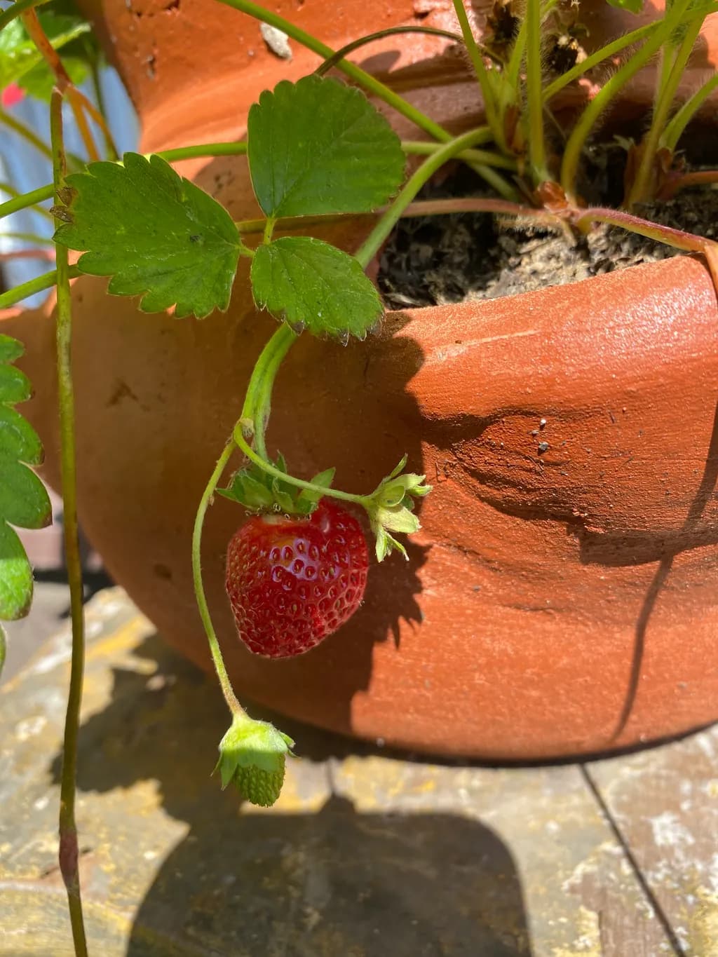 Terracotta Strawberry