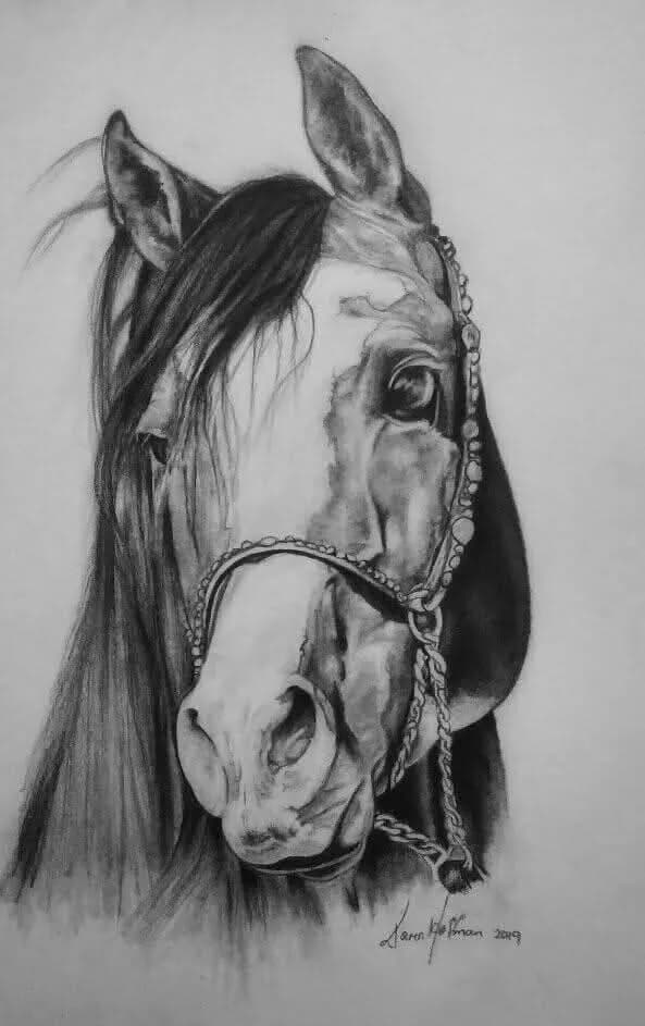Majestic Equine Gaze: A Detailed Pencil Portrait of a Horse
