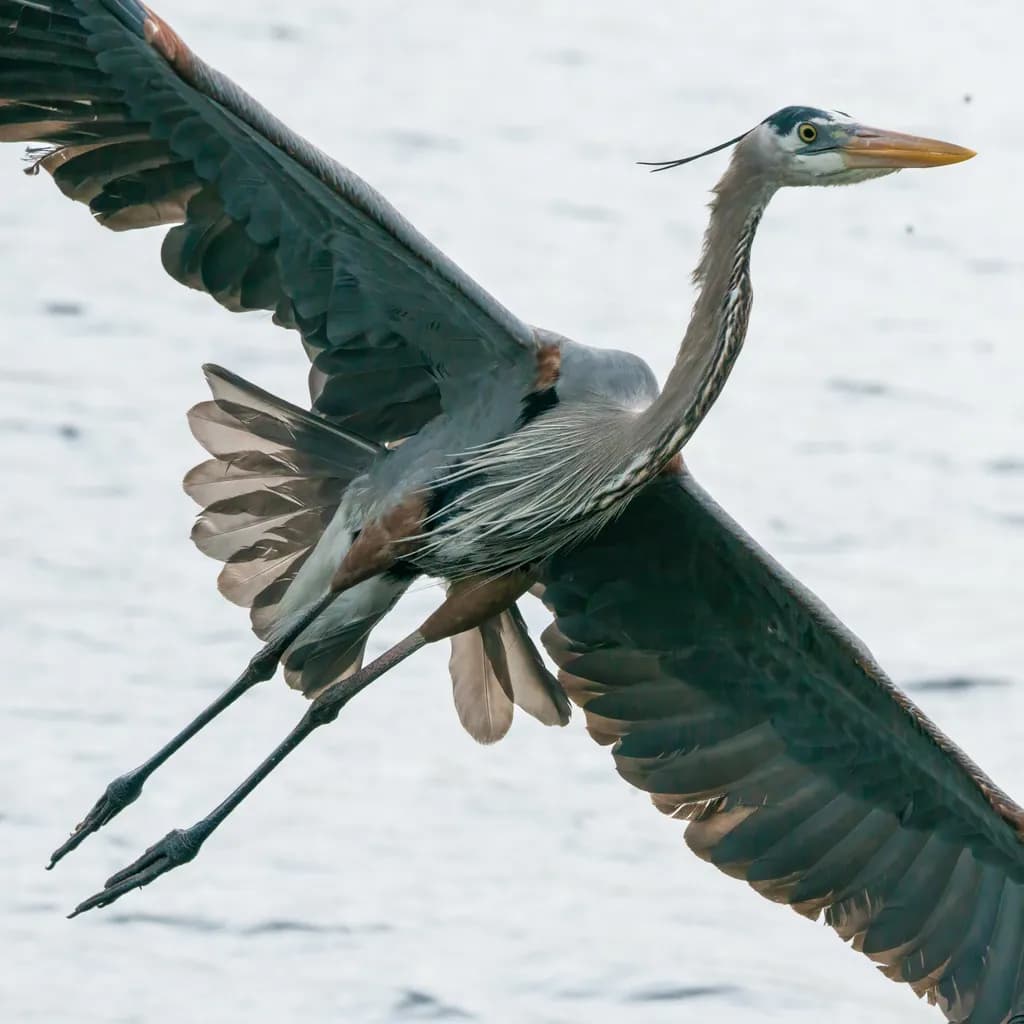 St Andrews Heron in Flight