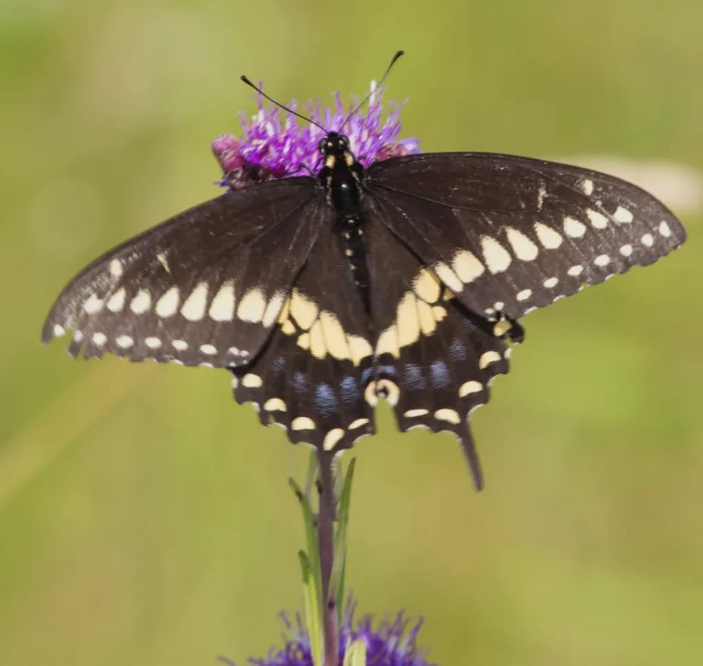 Horicon Butterfly on Flower