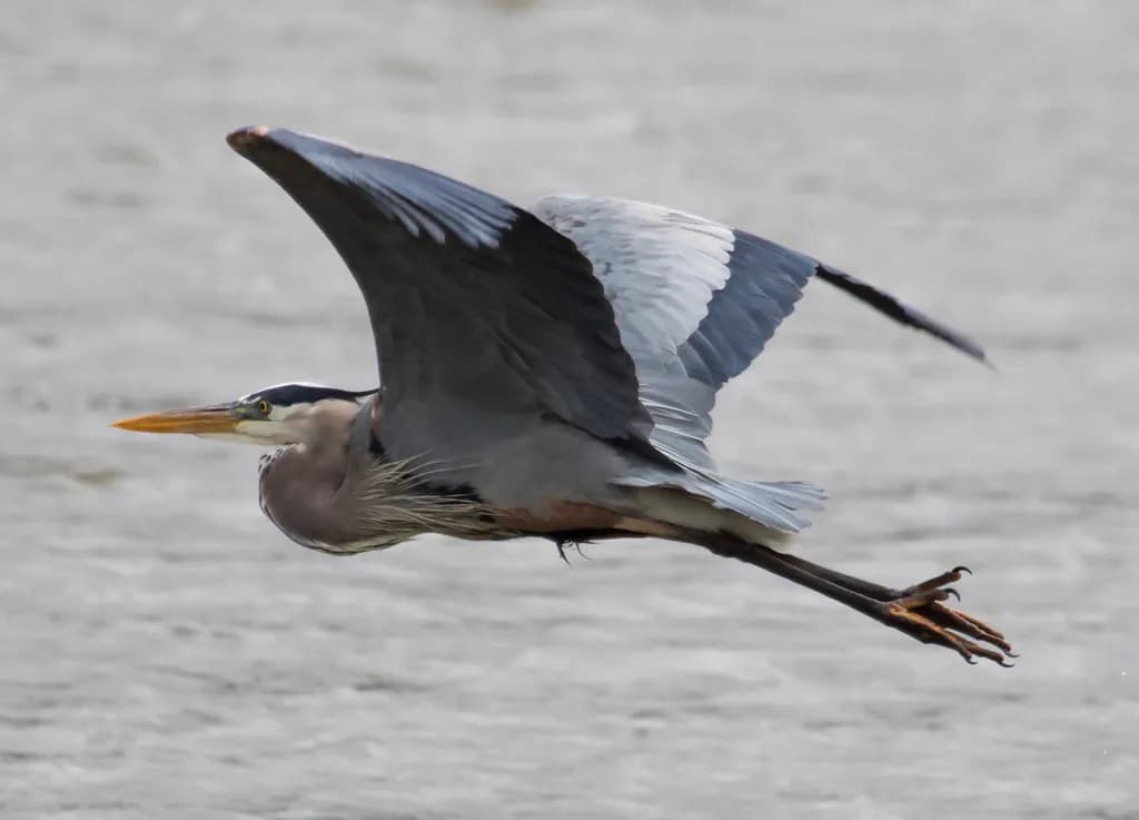 Heron in Flight