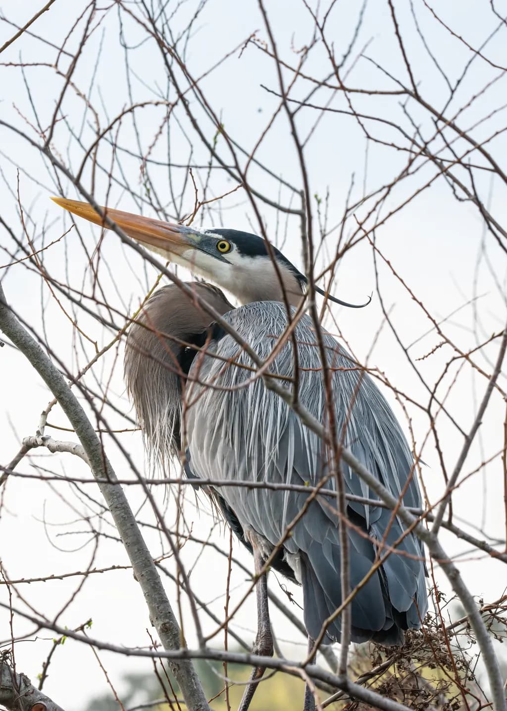 Perched Heron