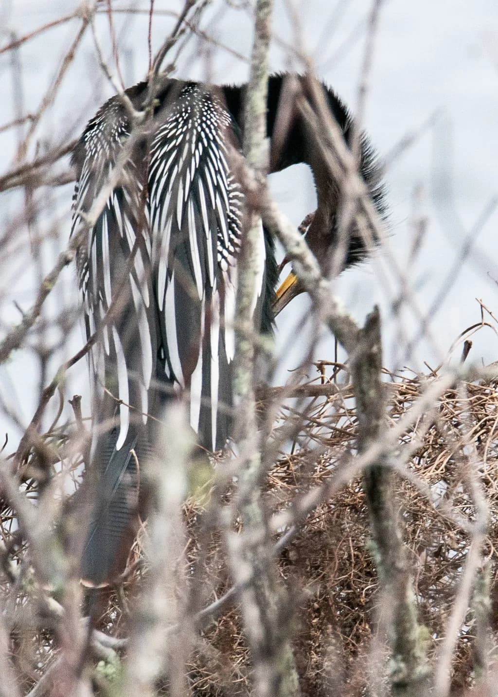 Feathered Silence