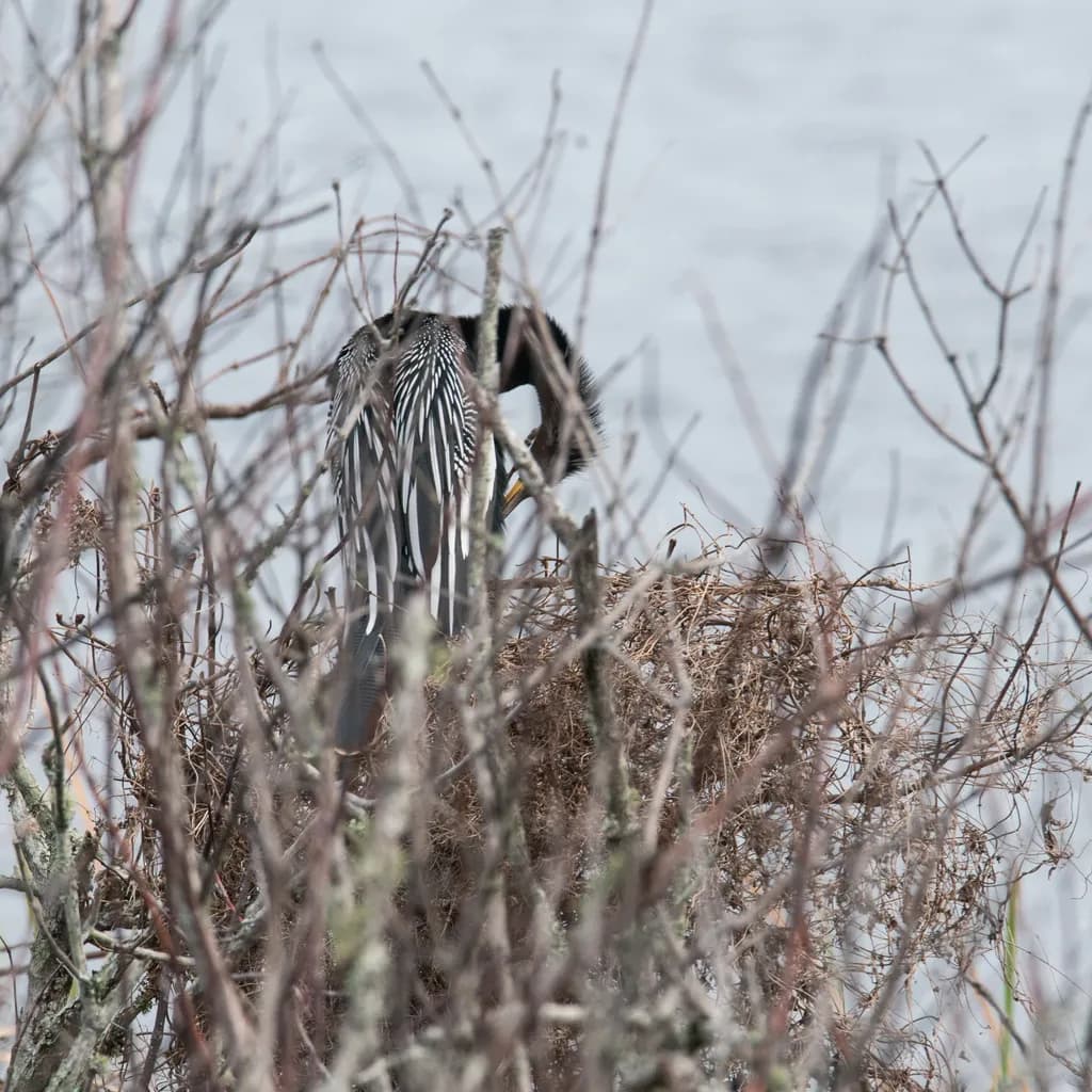 Hidden Plumage