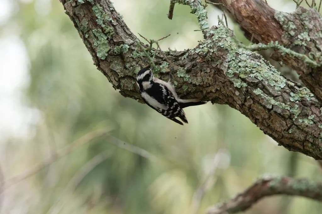 Woodpecker at St Andrews