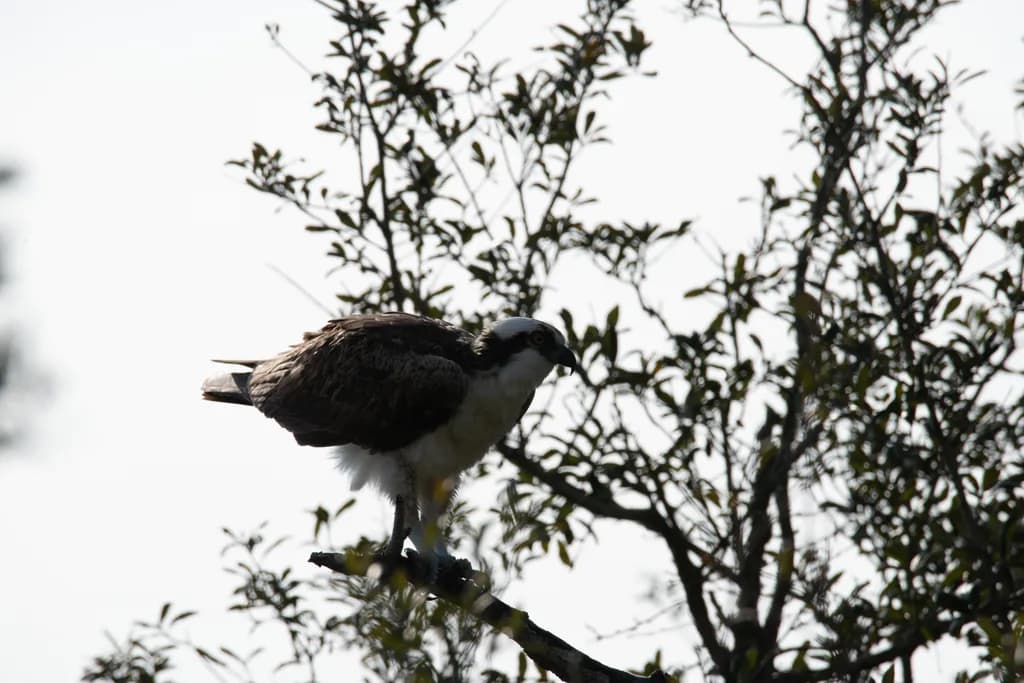 St Andrews Osprey