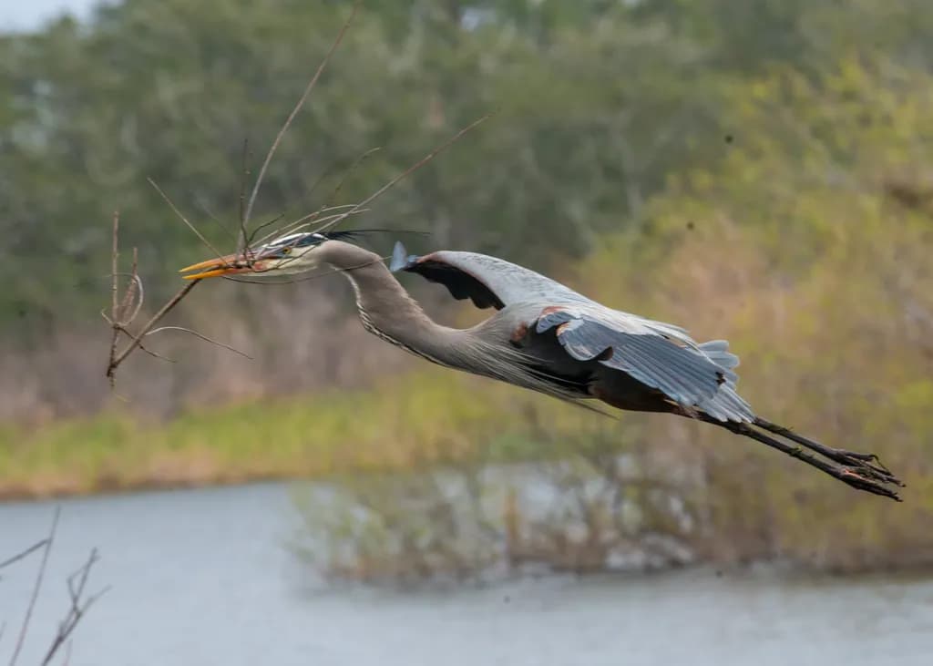 Heron in Flight