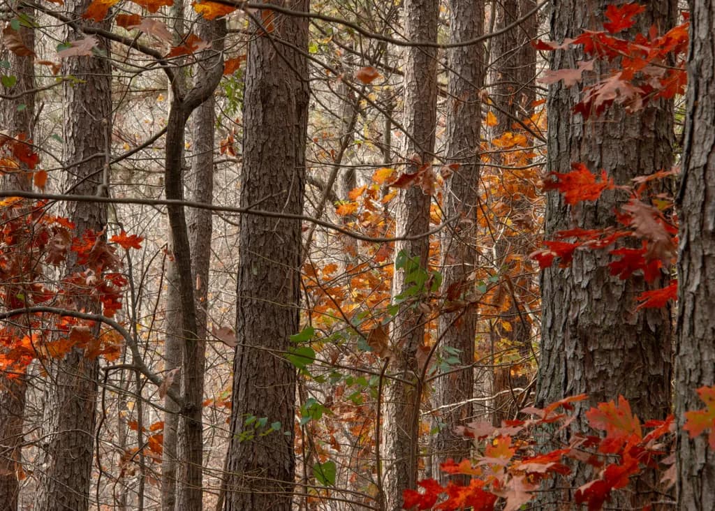 Late Autumn Contrast