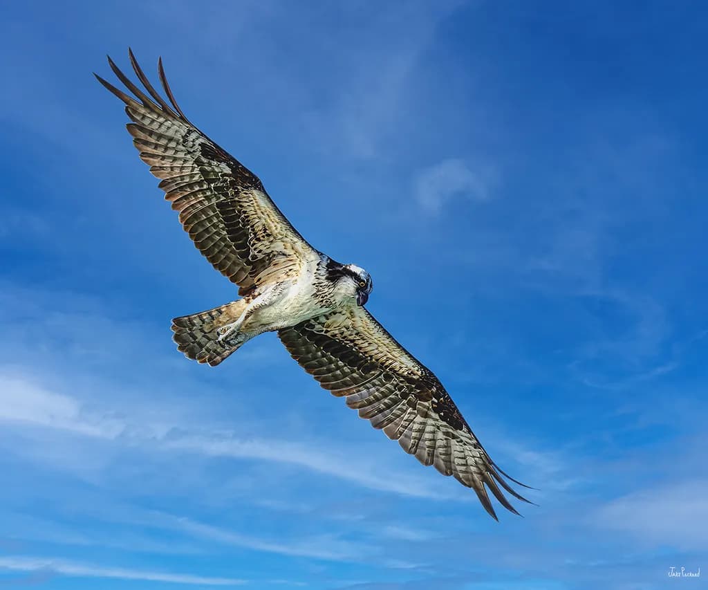 Osprey in Flight