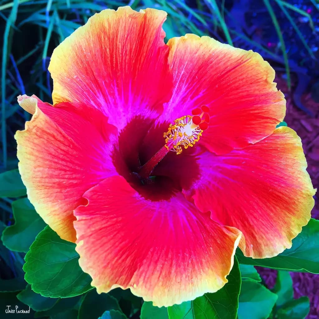 Neon Hibiscus