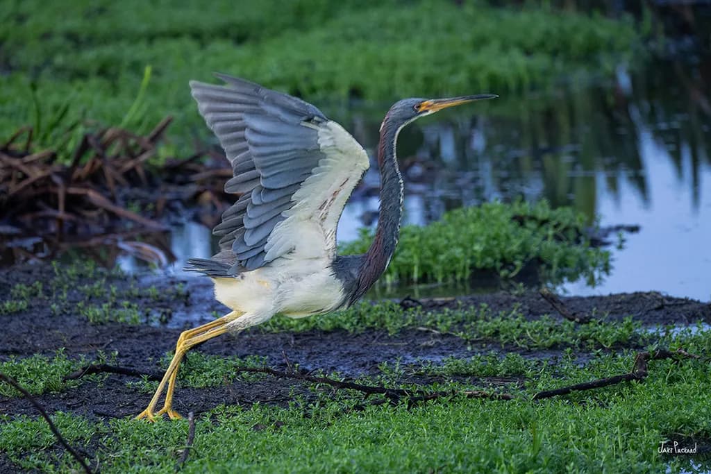 Heron Takes Flight