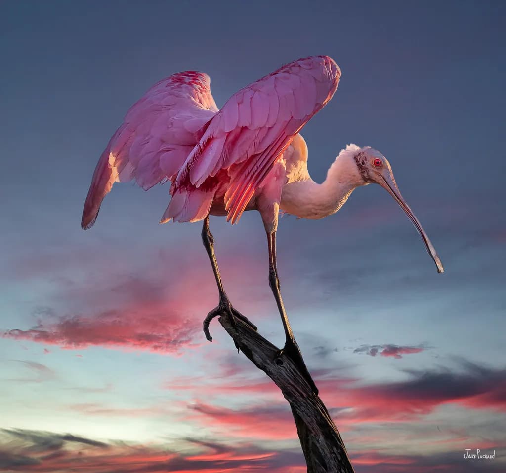 Whimsical Elegance: A Roseate Spoonbill's Dance at Dusk