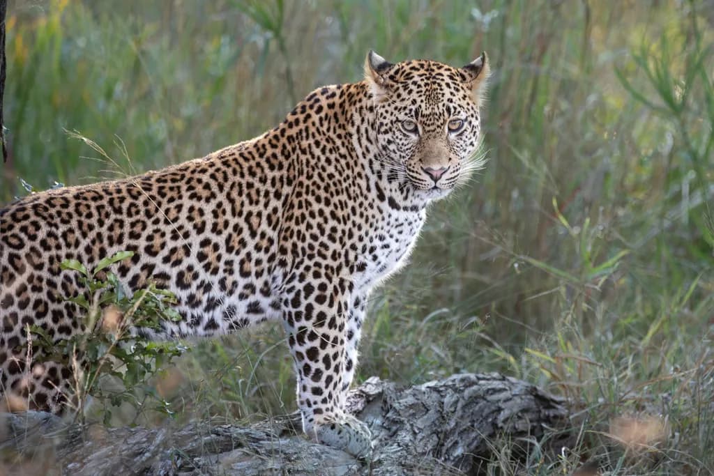 Whispers of the Wild: A Majestic Leopard in Its Element