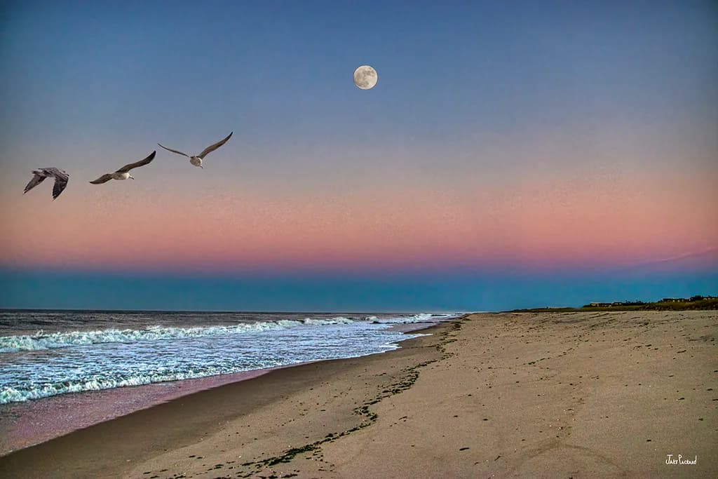 Moonlit Flight Over Beach