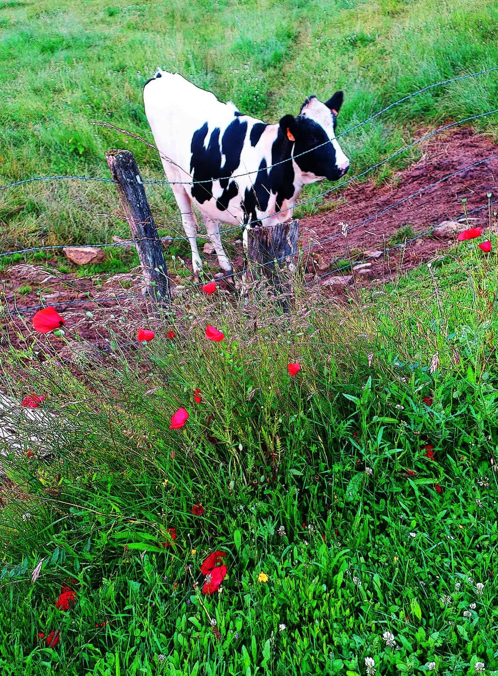 Pastoral Watch