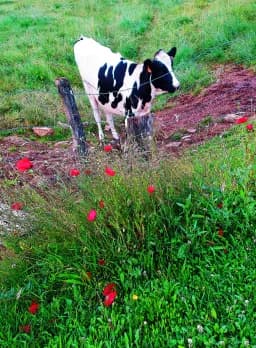 Pastoral Watch