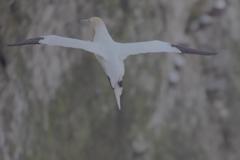 Gannet Soaring