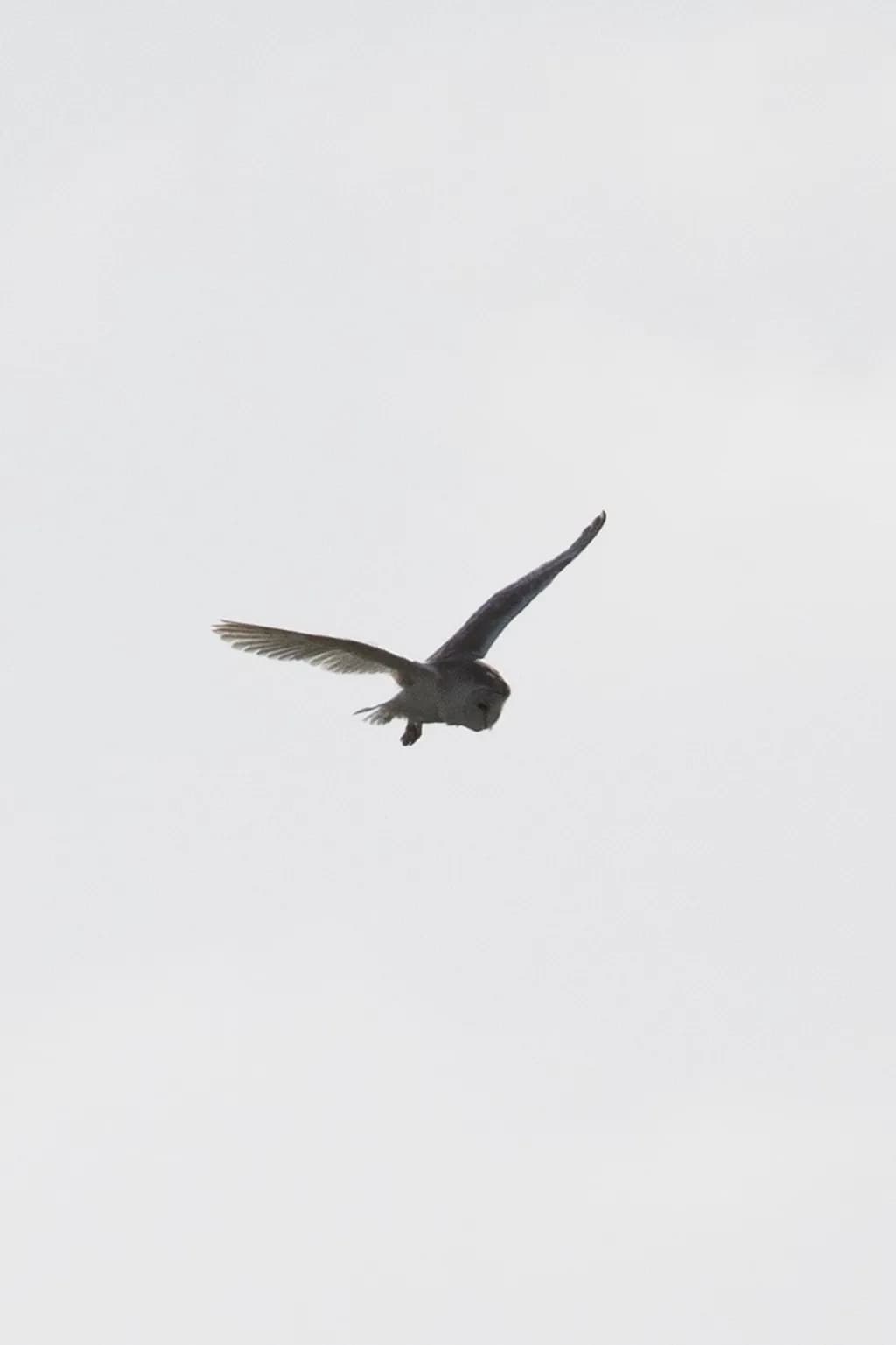 Steady Flight